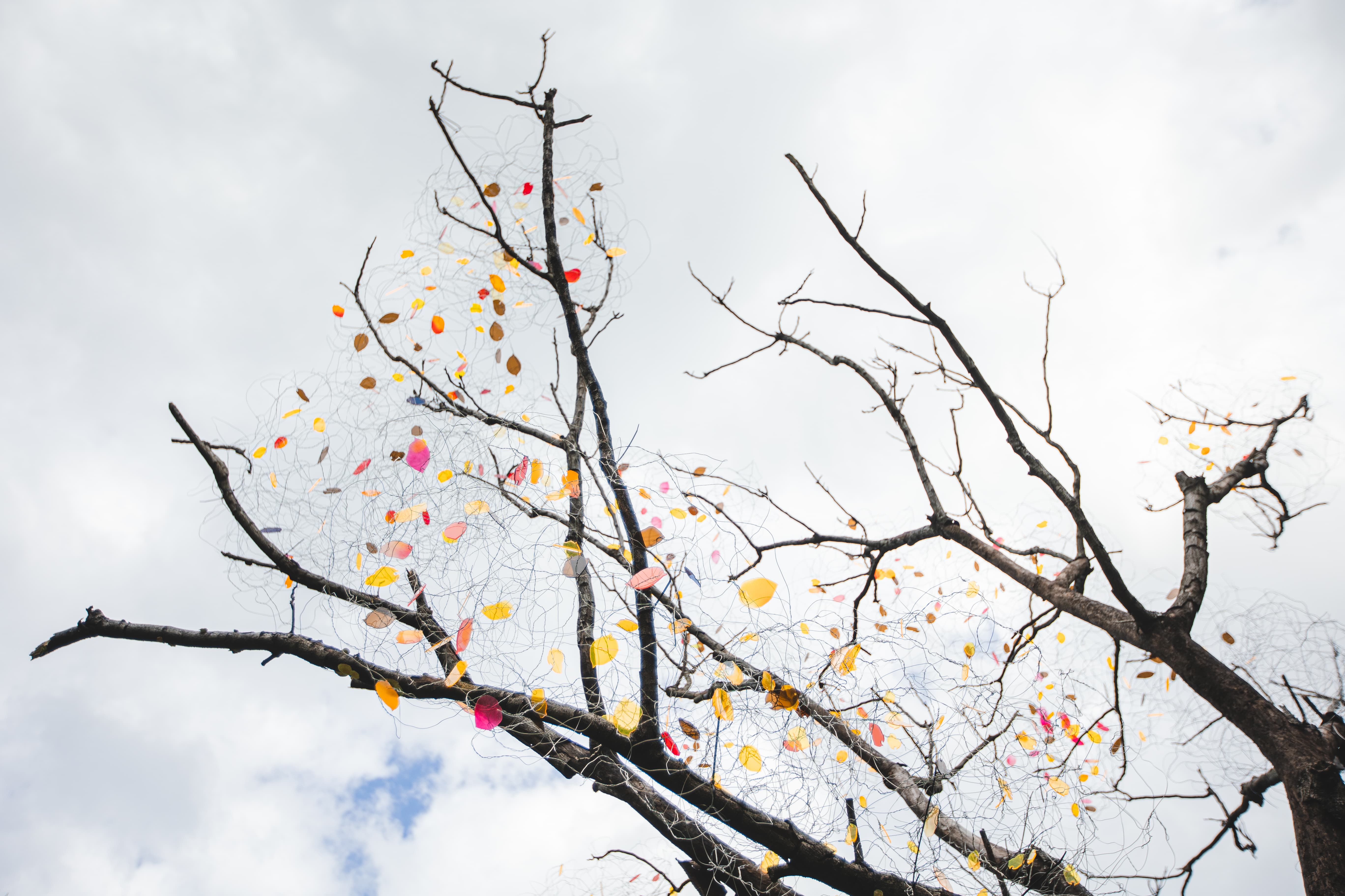 以人造方式呈現彩色樹葉，共4張