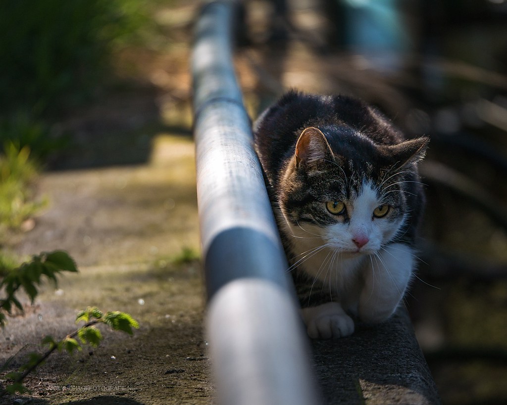 【週三電影課】阿姆斯特丹貓未眠