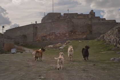 浪浪伊斯坦堡 【聽．視界電影院】