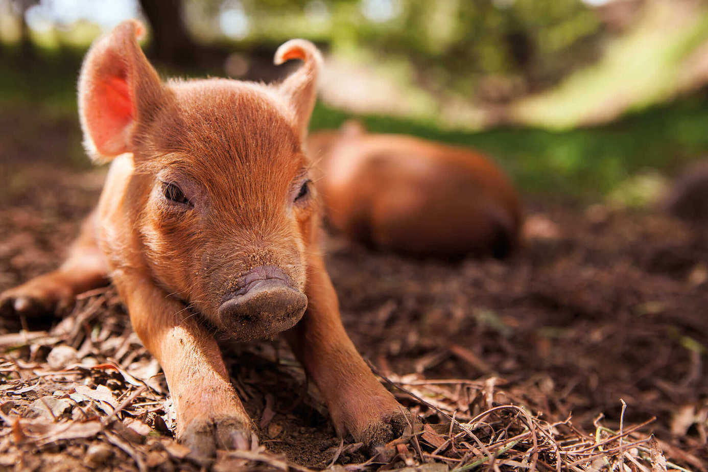 我家有個開心農場【樂齡族電影院】
