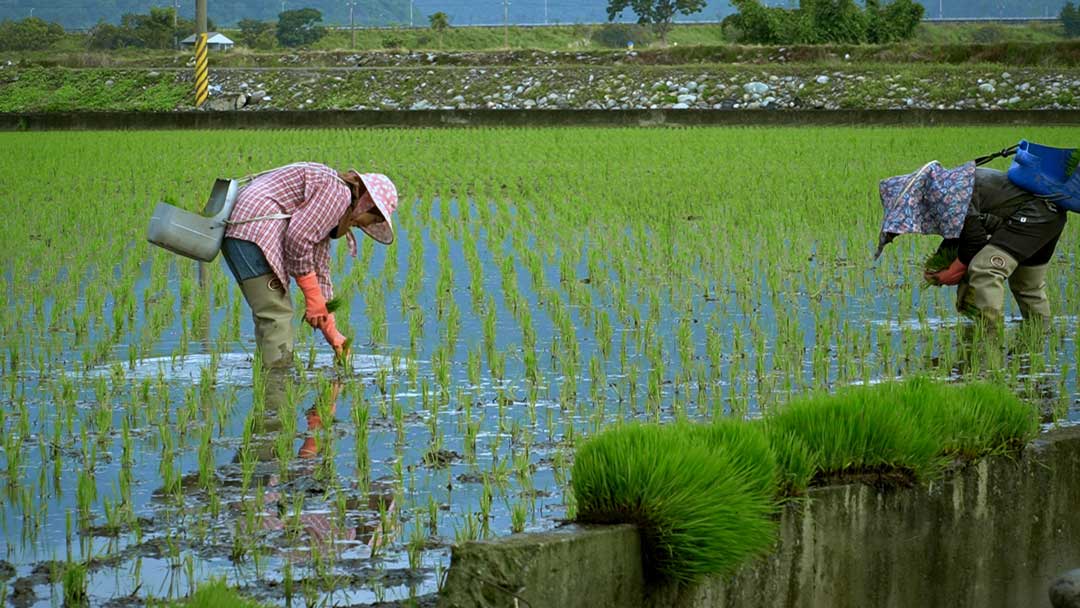 稻浪上的夢想家