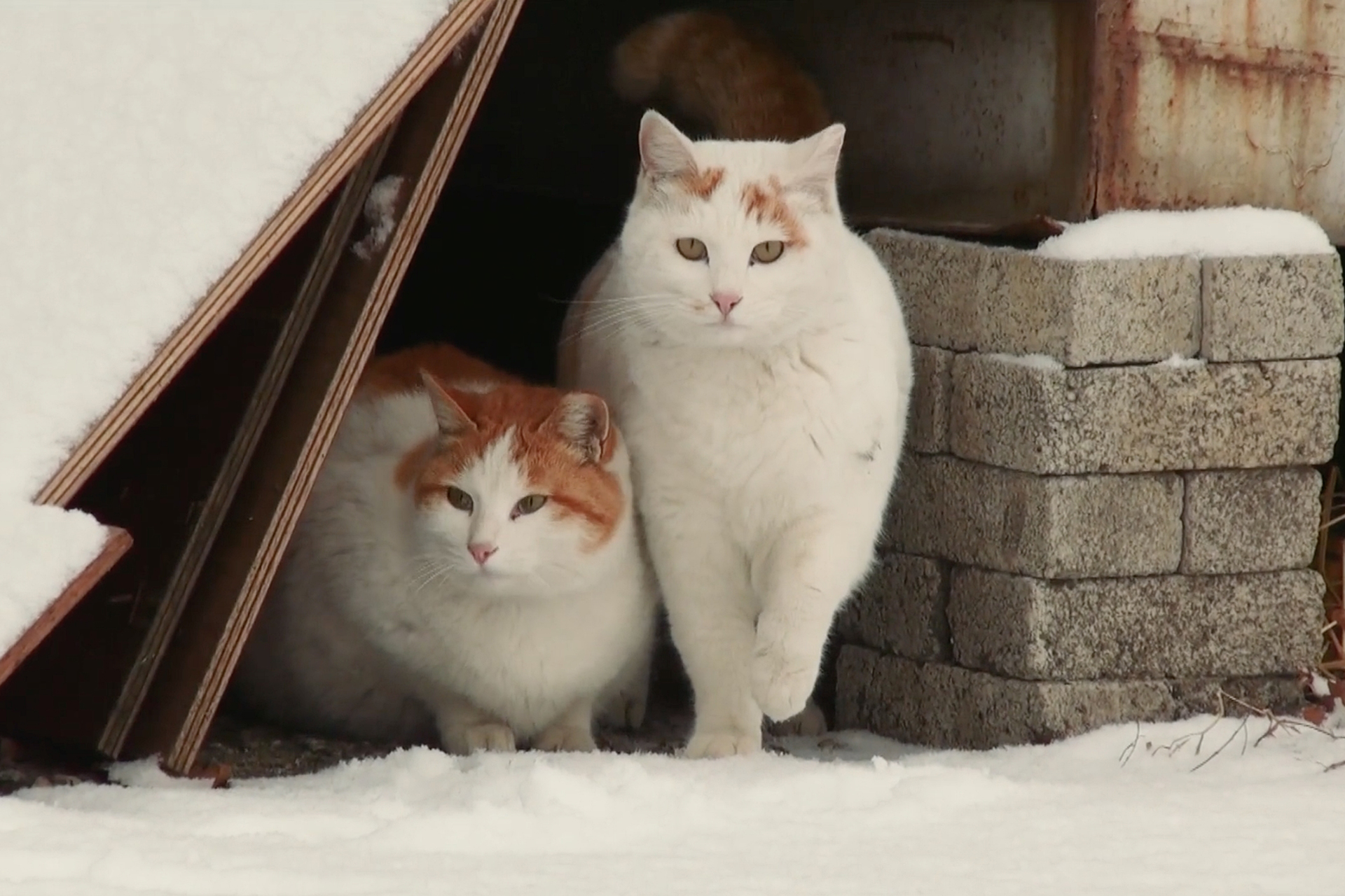 【週三電影課】浪浪時光