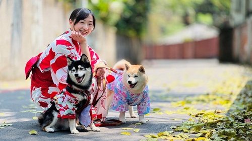 淡水街長多田榮吉故居即日起暫停浴衣體驗